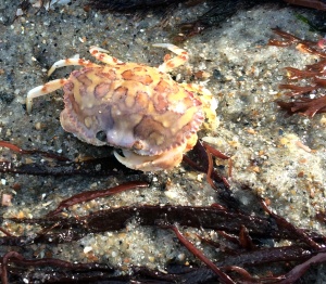 Calico Box Crab, Ovalipes ocillatus. A nocturnal predator - didn't pinch when handled...