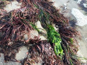 Sea Lettuce, Ulva sp., and unidentified red (or brown?!) algae.