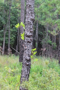 Smilax laurifolia, Bamboo- or Blaspheme-vine, on Pinus serotina, Pond Pine. Ascending leaf habit and species association with Pond Pine are good identification tools. 