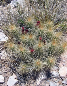 Think this is Echinocereus stramineus, aka Strawberry cactus. Big Bend NP, May 2005