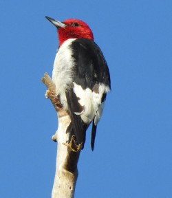 Red-headed woodpecker. Not a plant.