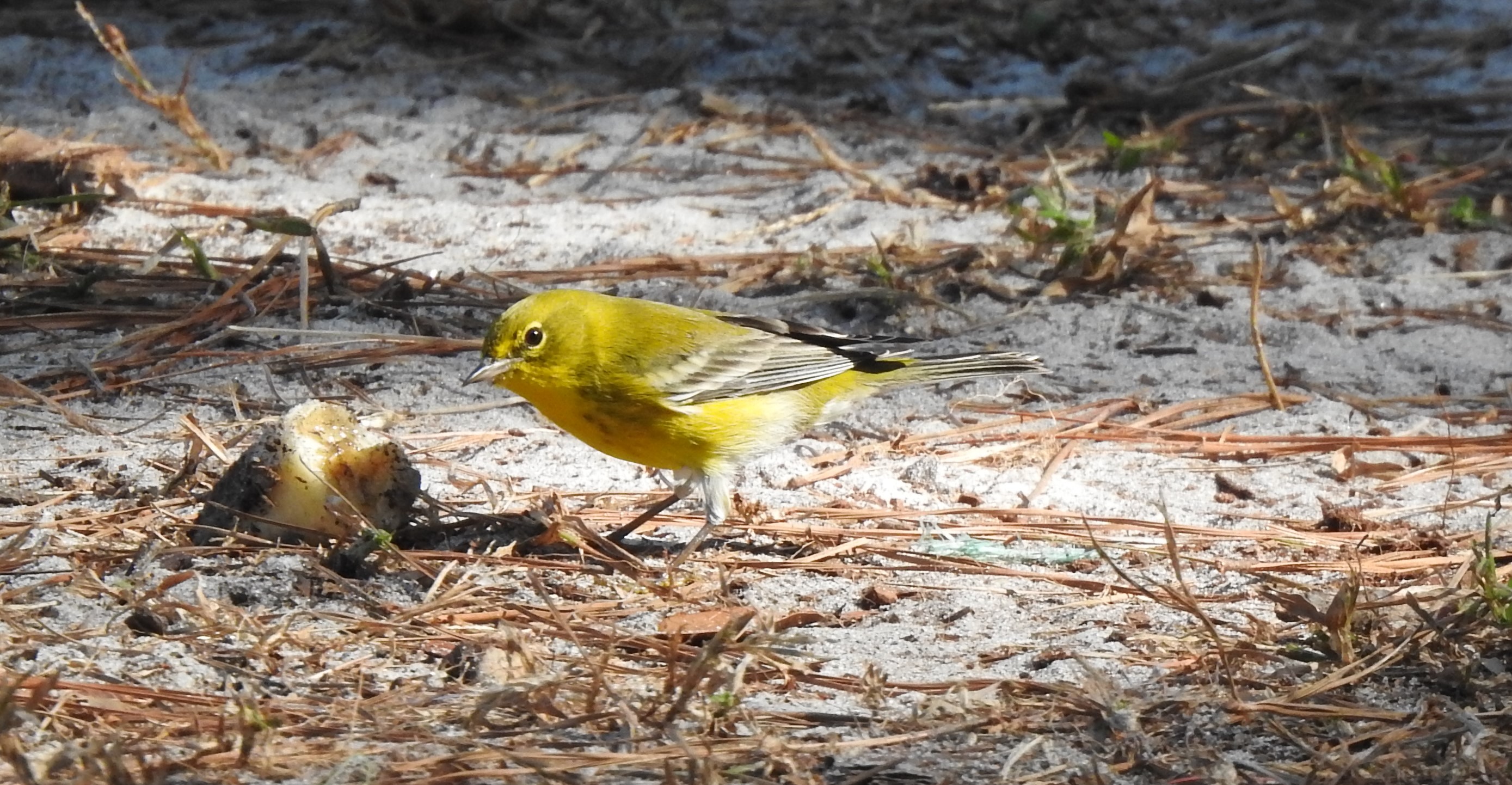 bright yellow and olive bird pecks at unidentified object on sandy ground