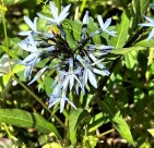 amsonia tabernaemontana (wide-leaf blue stars)