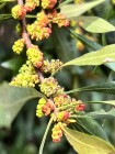 a closer view of the male flowers of morella cerifera (wax myrtle)